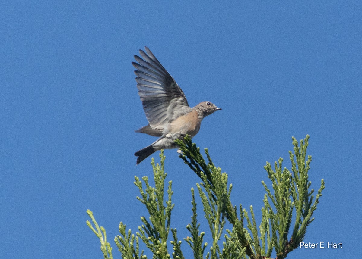 Western Bluebird - ML642074334