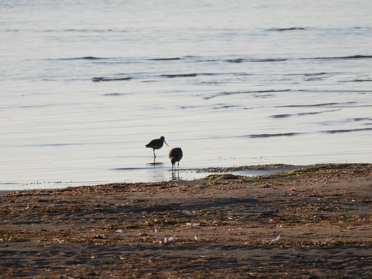 Hudsonian Godwit - ML642074340
