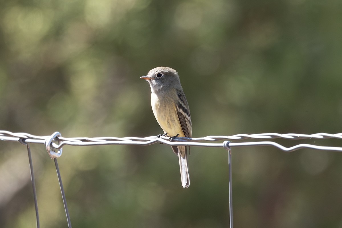 Hammond's Flycatcher - ML642074347
