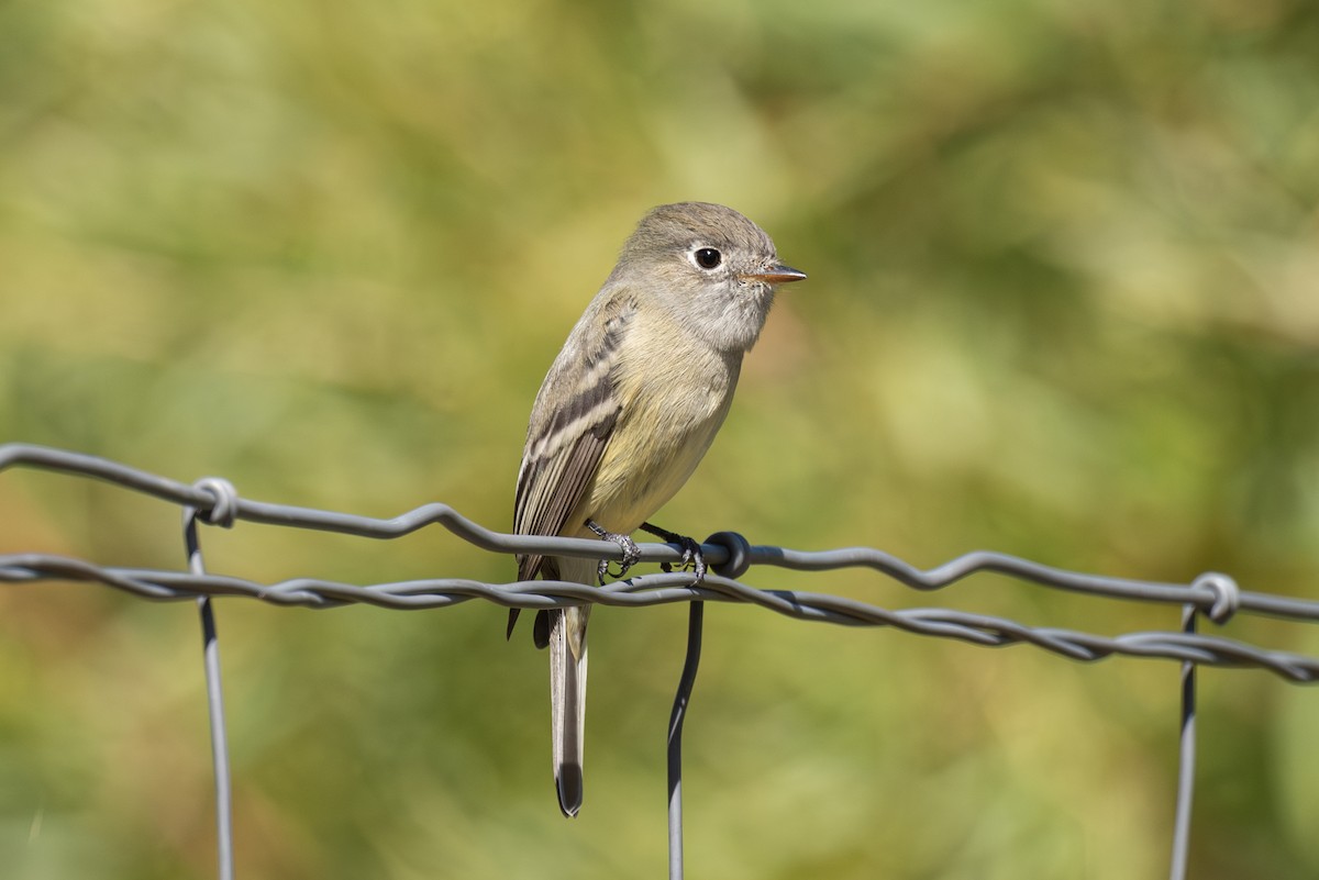 Hammond's Flycatcher - ML642074348