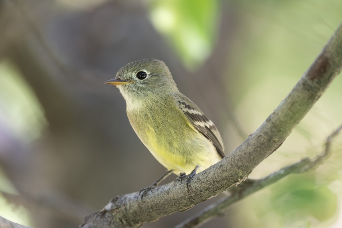 Hammond's Flycatcher - ML642074349