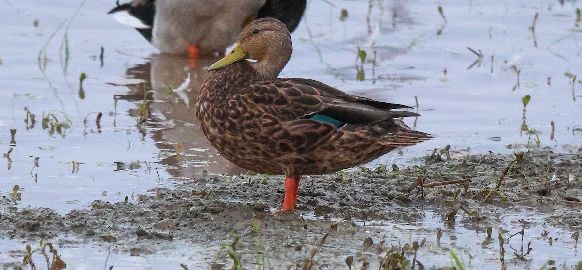 Mexican Duck - ML642074369