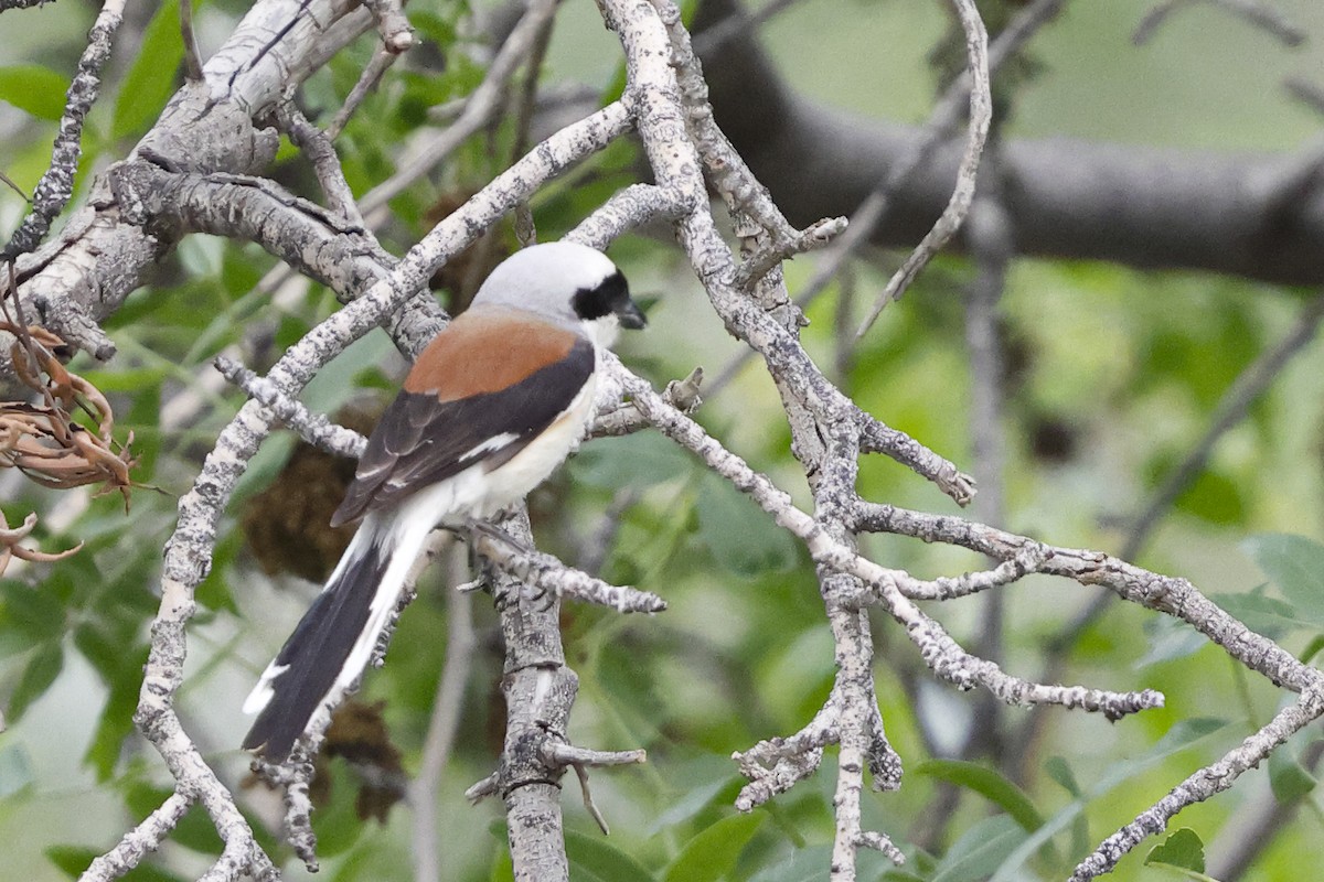 Bay-backed Shrike - ML642074374