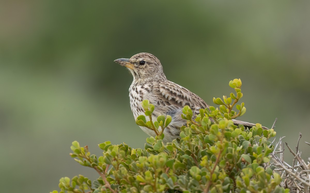 Large-billed Lark - ML642074391
