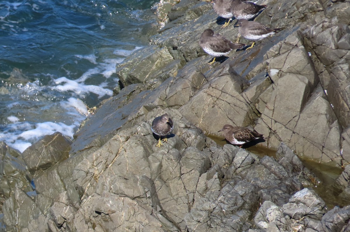 Surfbird - ML642074397