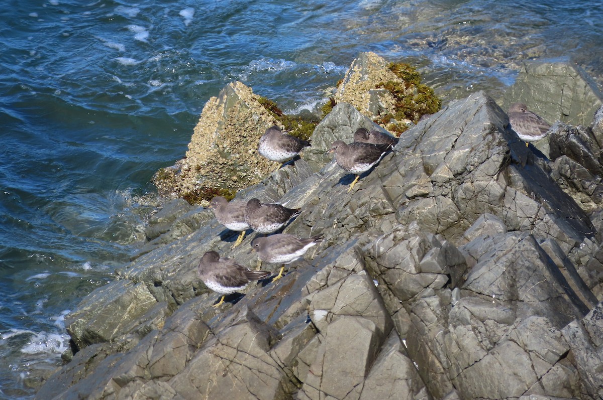 Surfbird - ML642074398