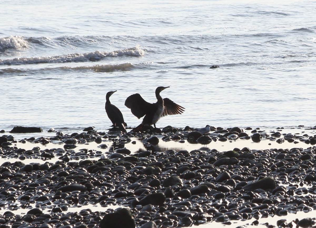 Great Cormorant - ML642074416