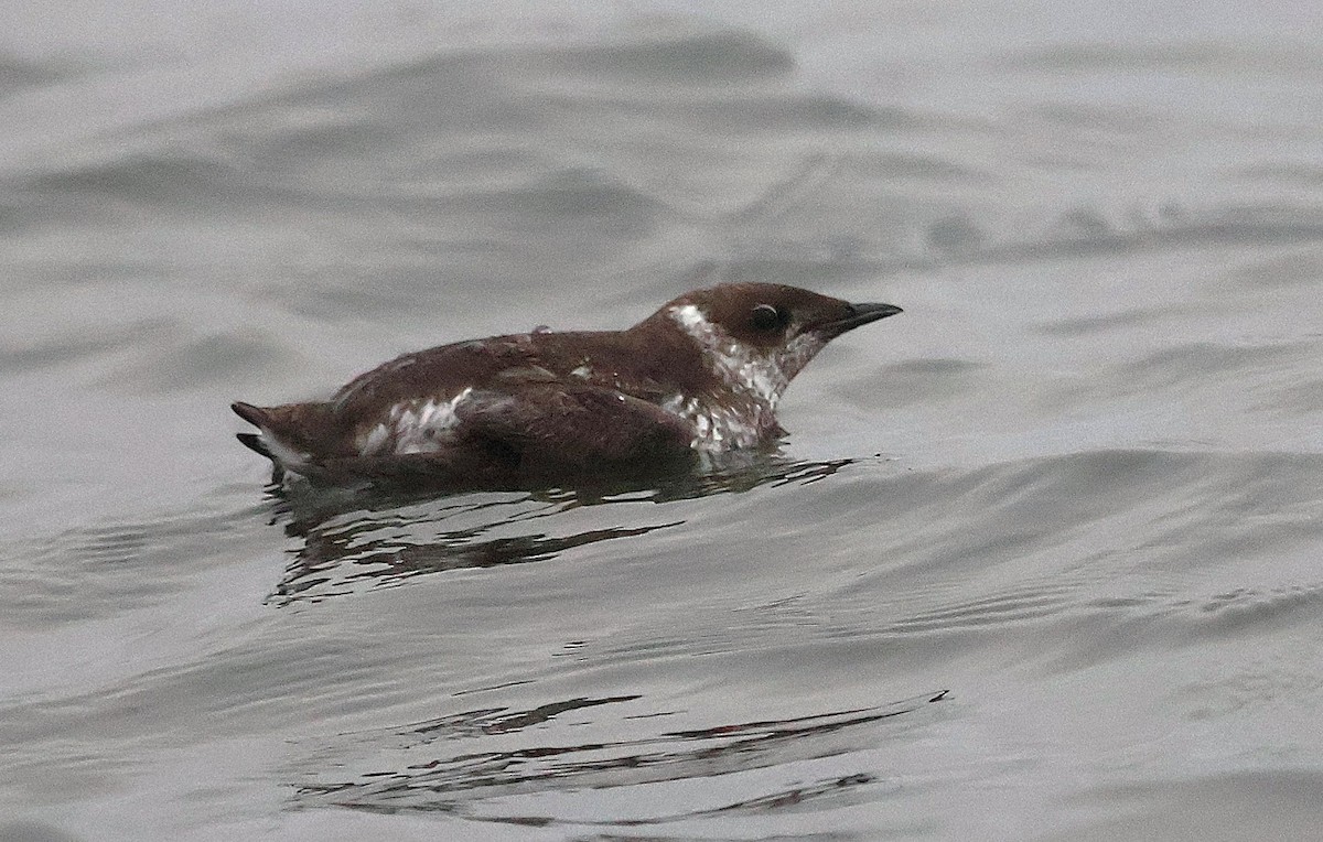 Marbled Murrelet - ML642074422