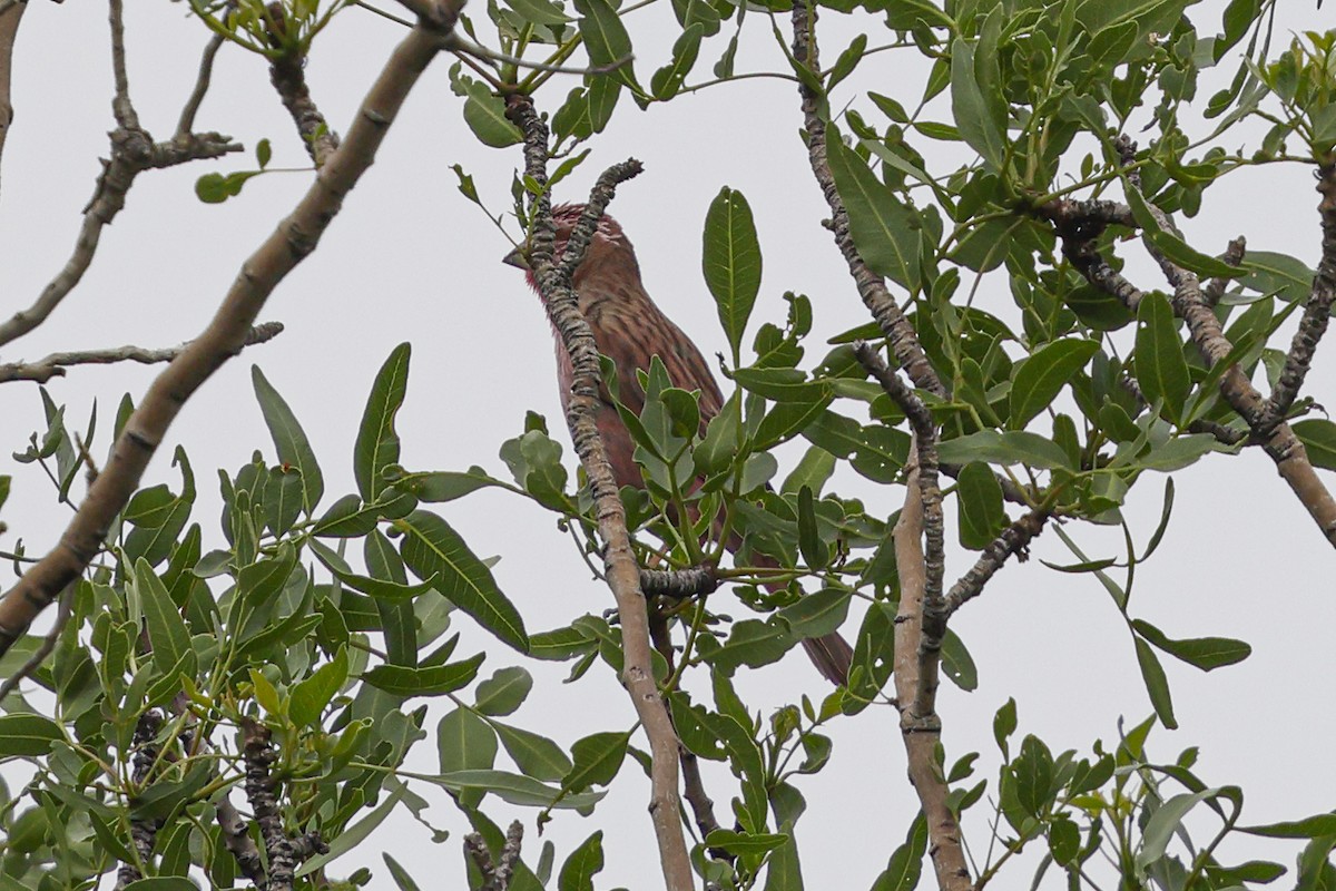 Blyth's Rosefinch - ML642074429
