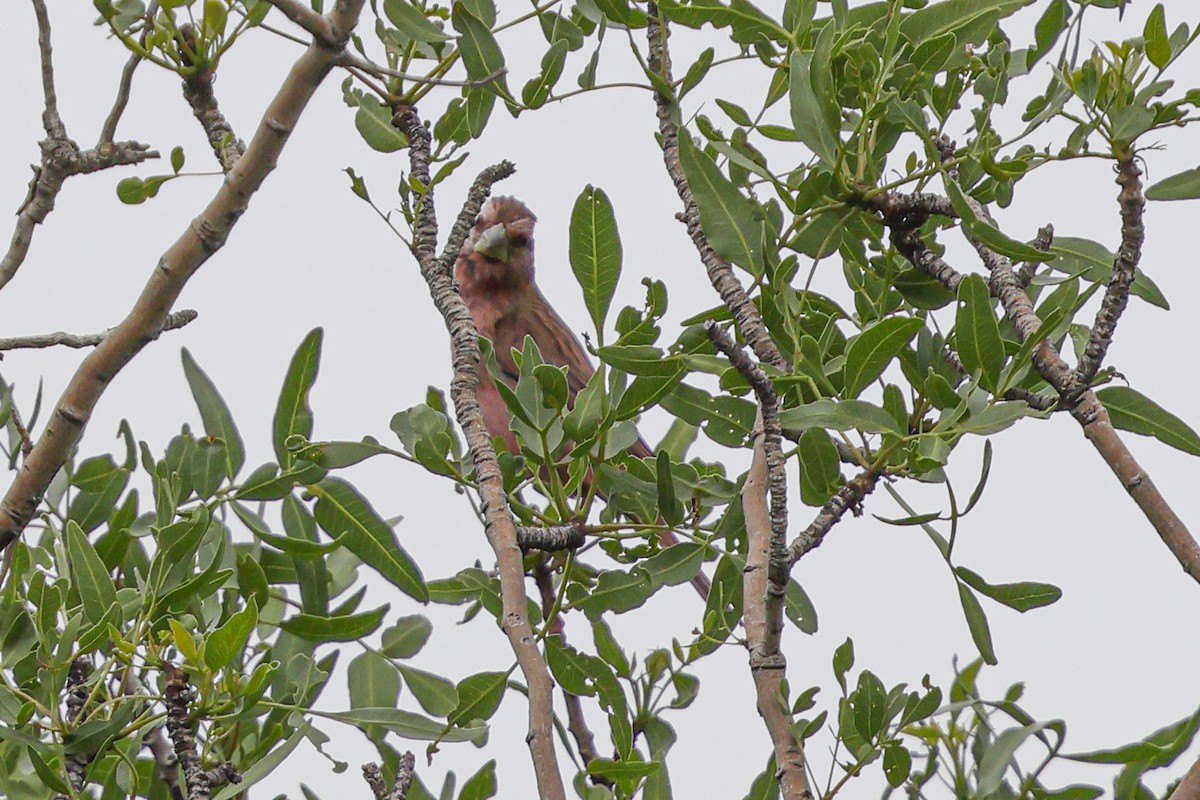 Blyth's Rosefinch - ML642074430