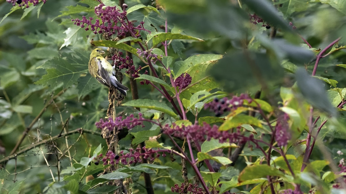 gulstillits - ML642074434