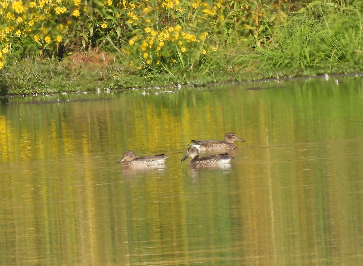 Green-winged Teal - ML642074449