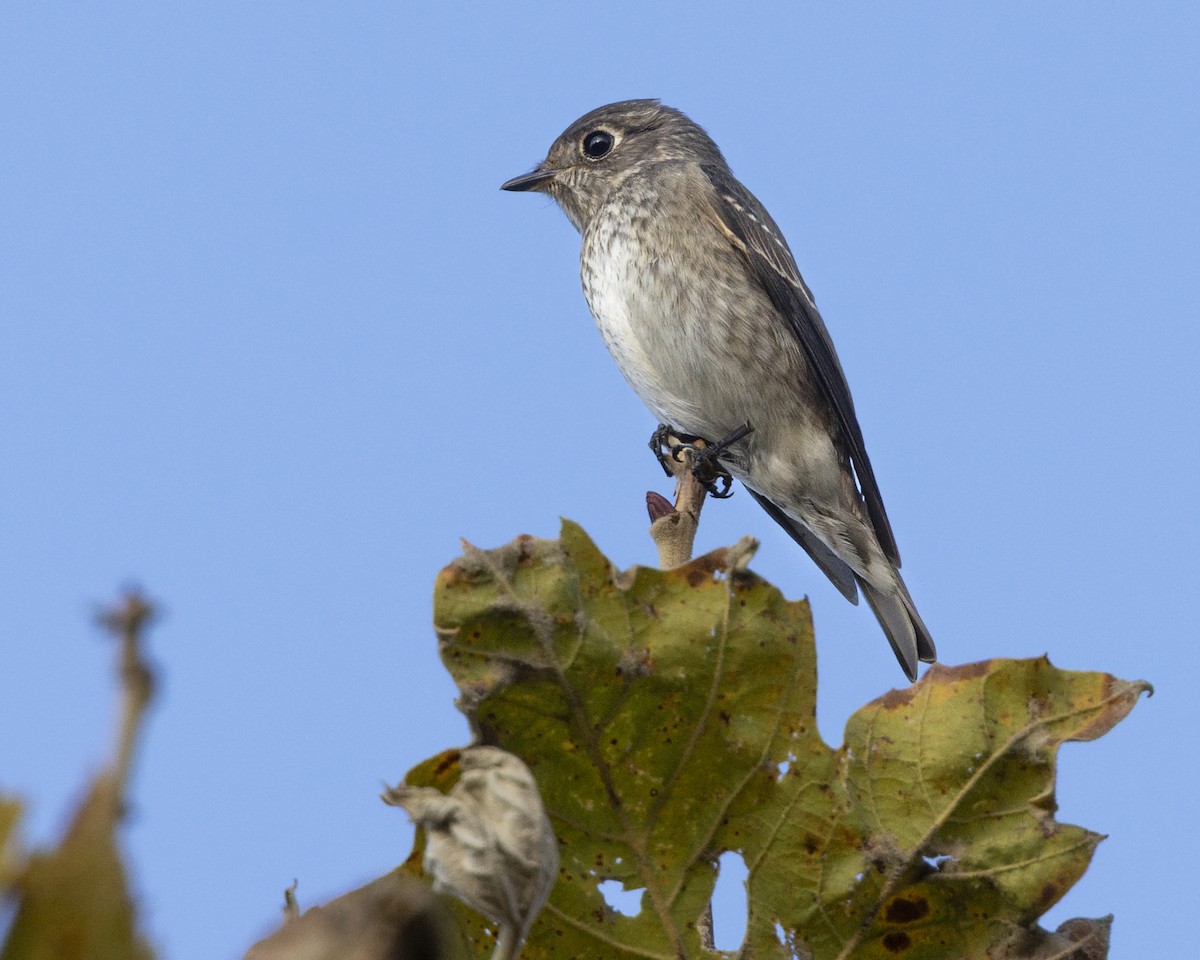 Dark-sided Flycatcher (Siberian) - ML642074455