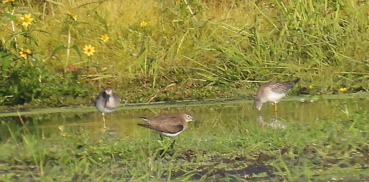 Solitary Sandpiper - ML642074460