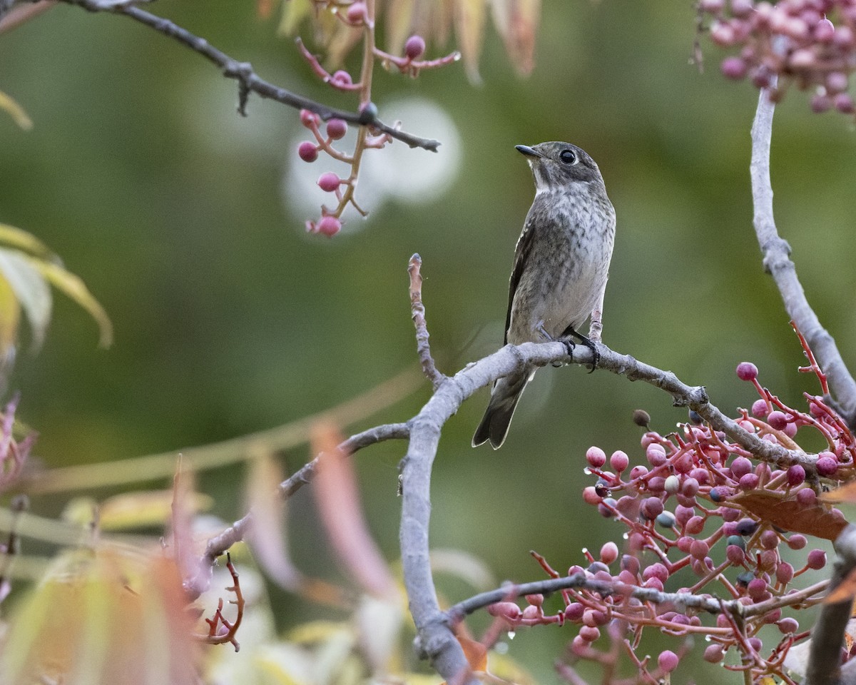 Dark-sided Flycatcher (Siberian) - ML642074470