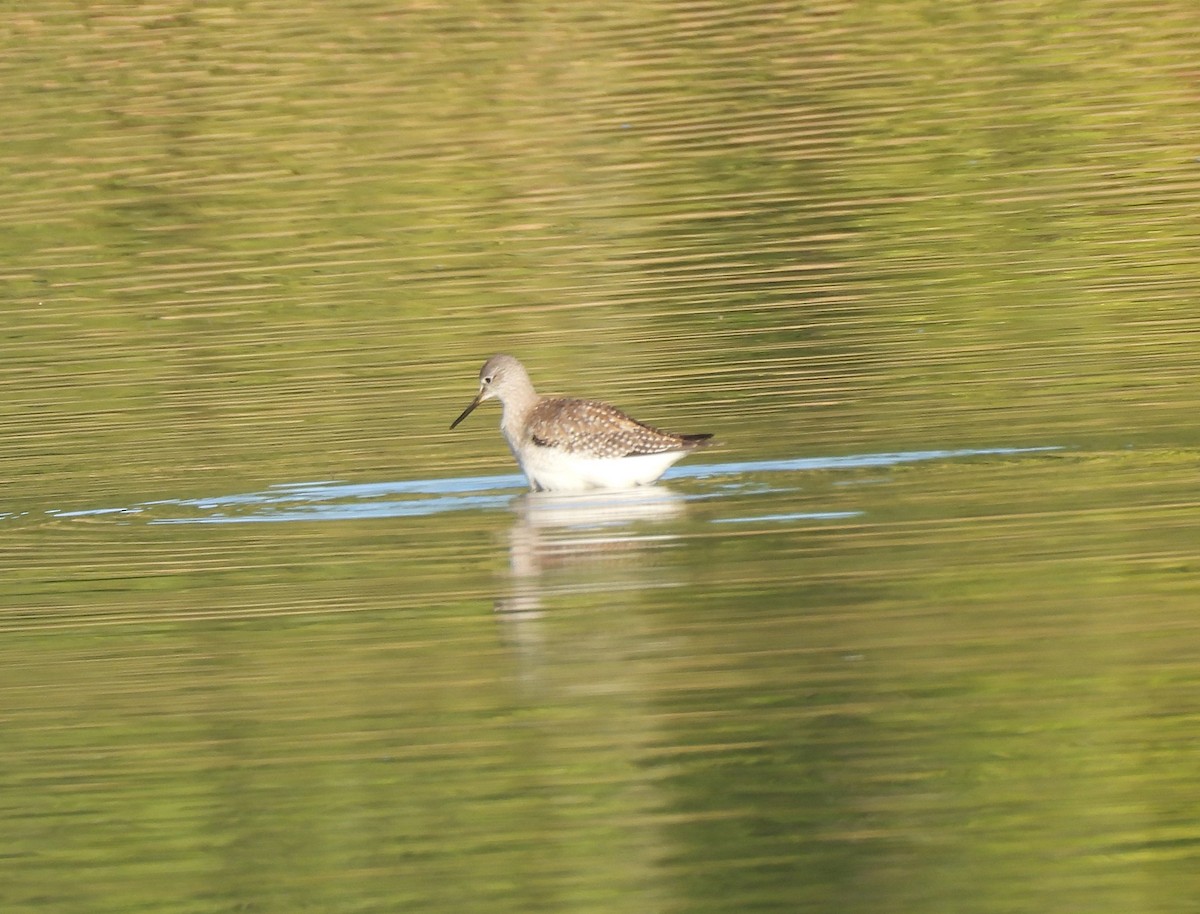 Greater Yellowlegs - ML642074471
