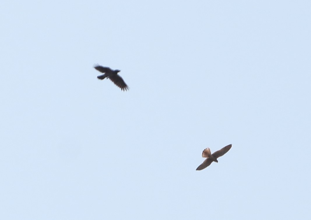 Eurasian Kestrel - ML642074476