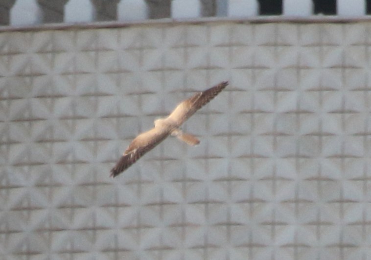 Eurasian Kestrel - ML642074477