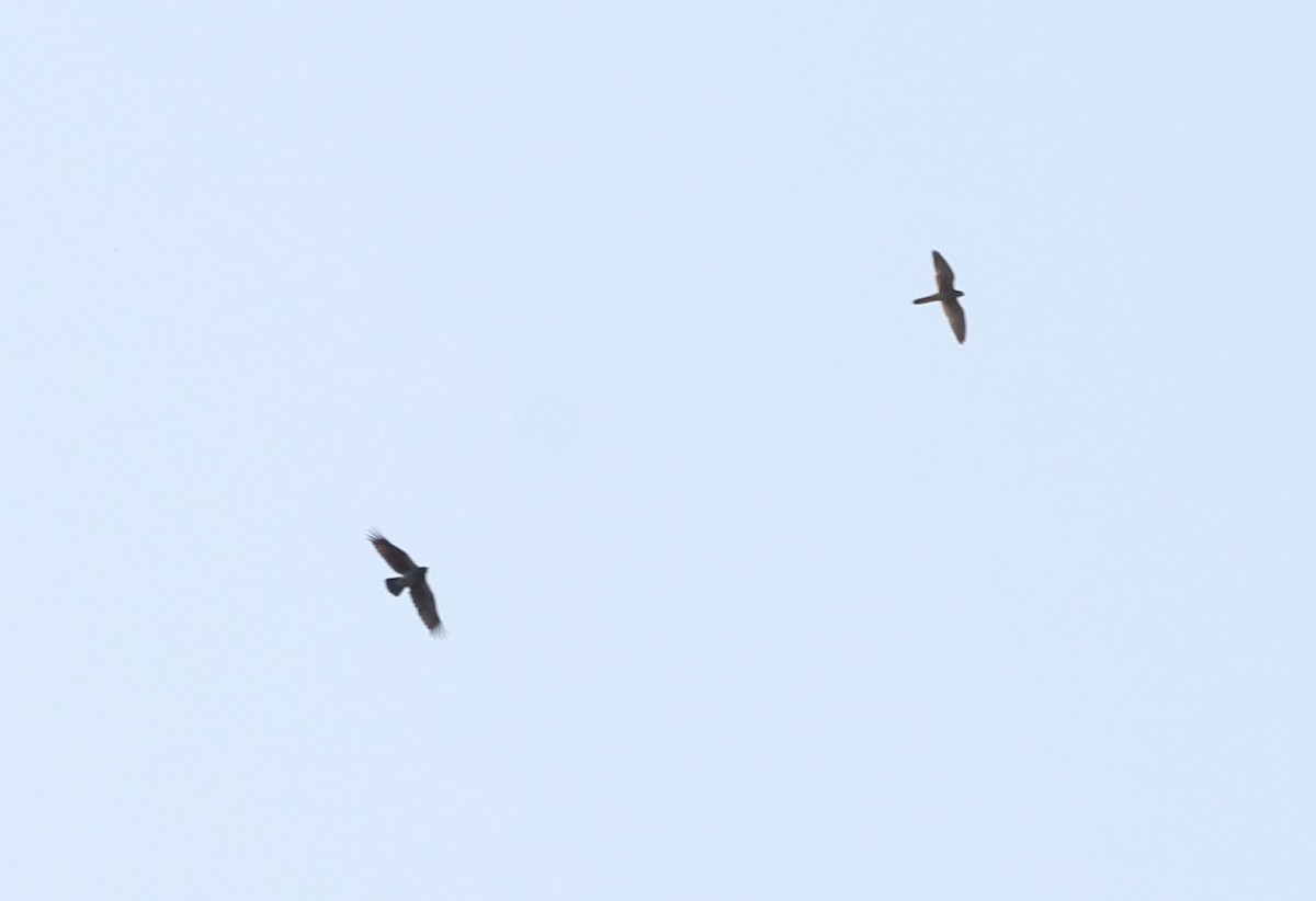 Eurasian Kestrel - ML642074478