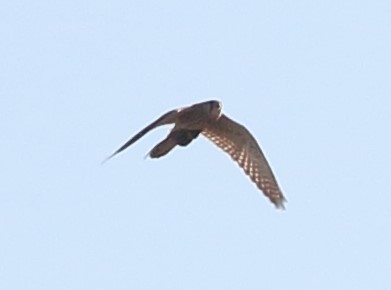 Eurasian Kestrel - ML642074479