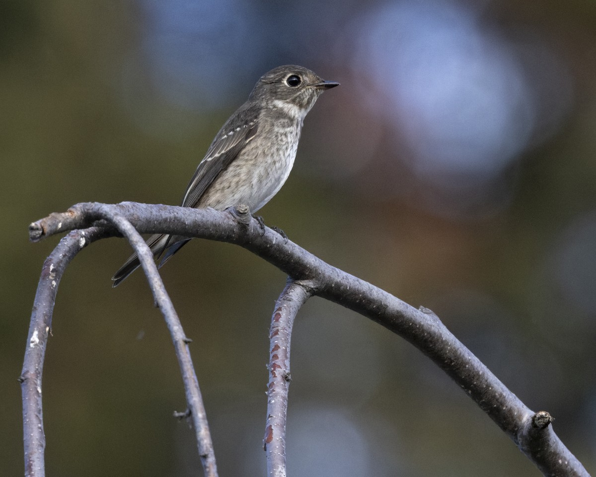 Dark-sided Flycatcher (Siberian) - ML642074484
