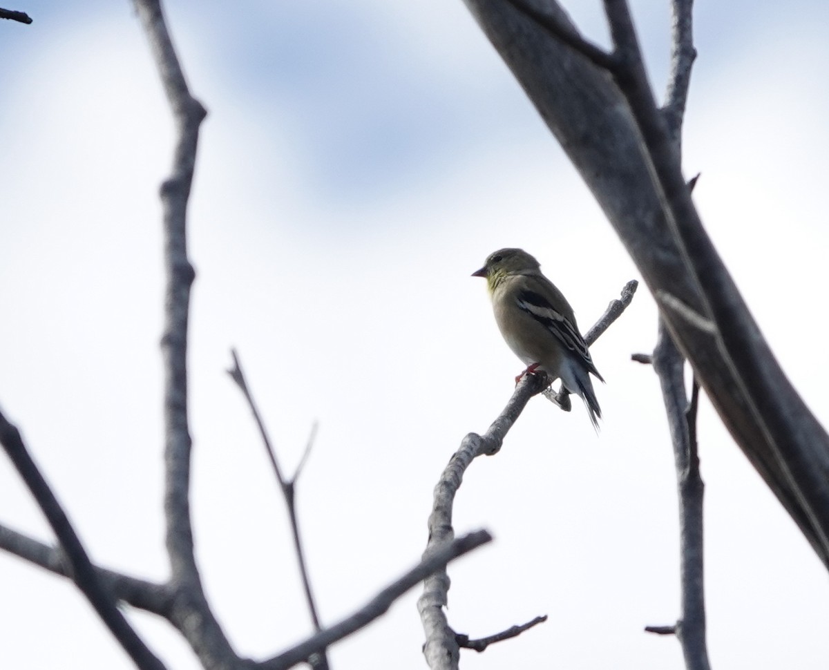 gulstillits - ML642074485