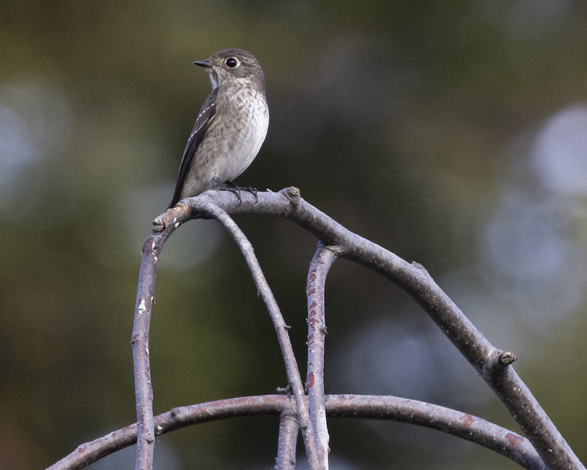 Dark-sided Flycatcher (Siberian) - ML642074494