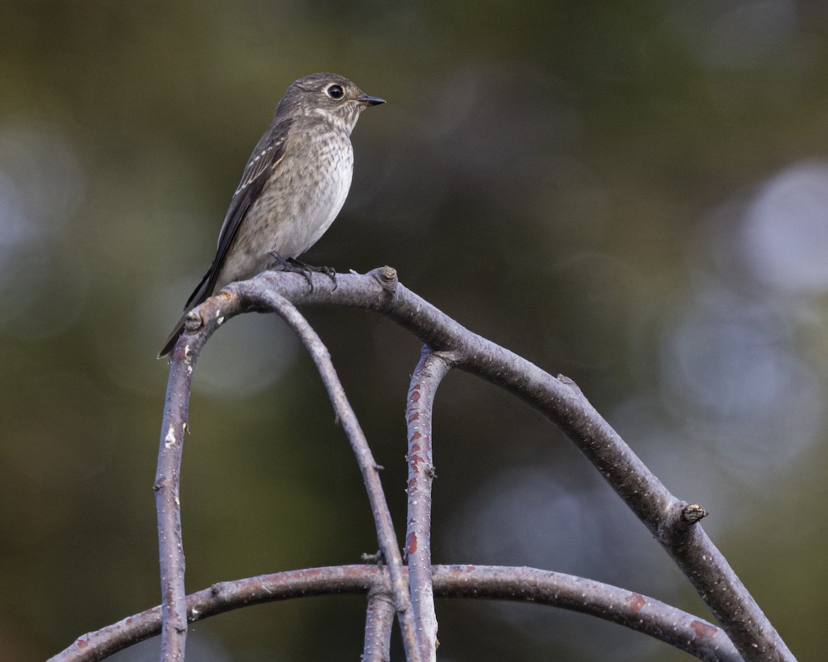 Dark-sided Flycatcher (Siberian) - ML642074498