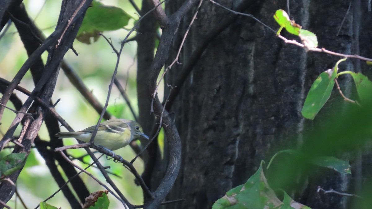 White-eyed Vireo - ML642074503
