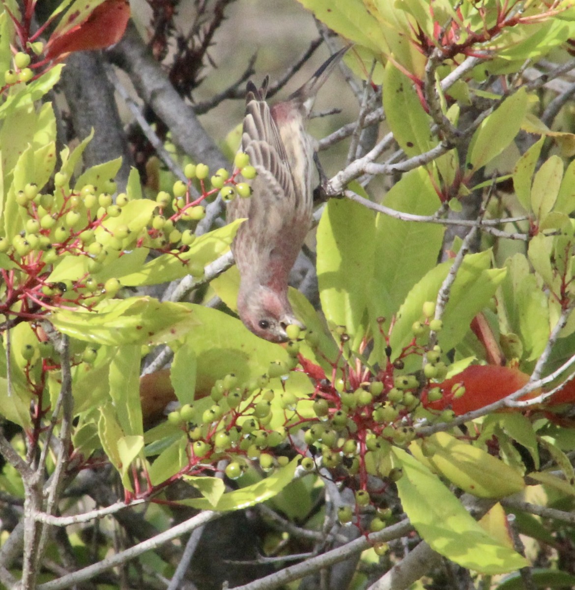 House Finch - ML642074530