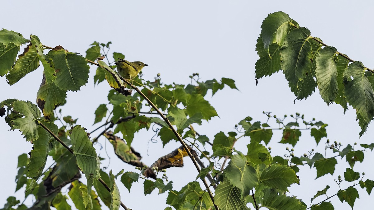 Yellow Warbler - ML642074552