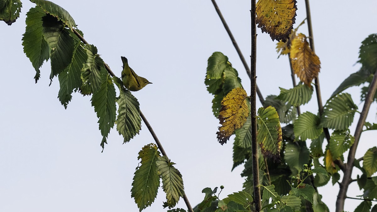 Yellow Warbler - ML642074554