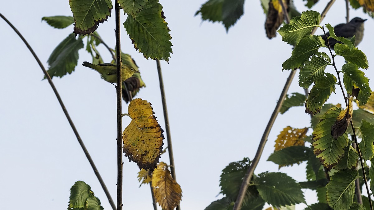 Yellow Warbler - ML642074555