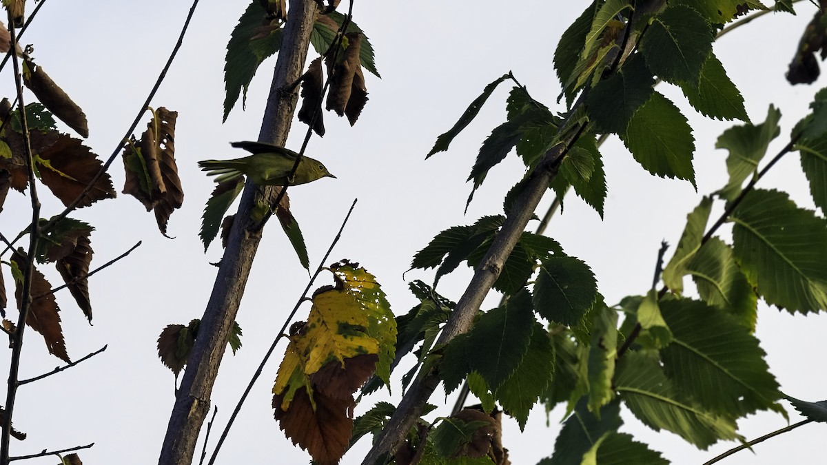 Yellow Warbler - ML642074561