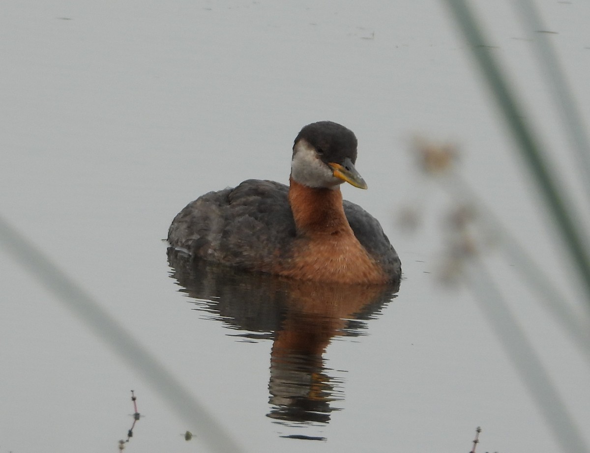 赤頸鸊鷉 - ML642074562