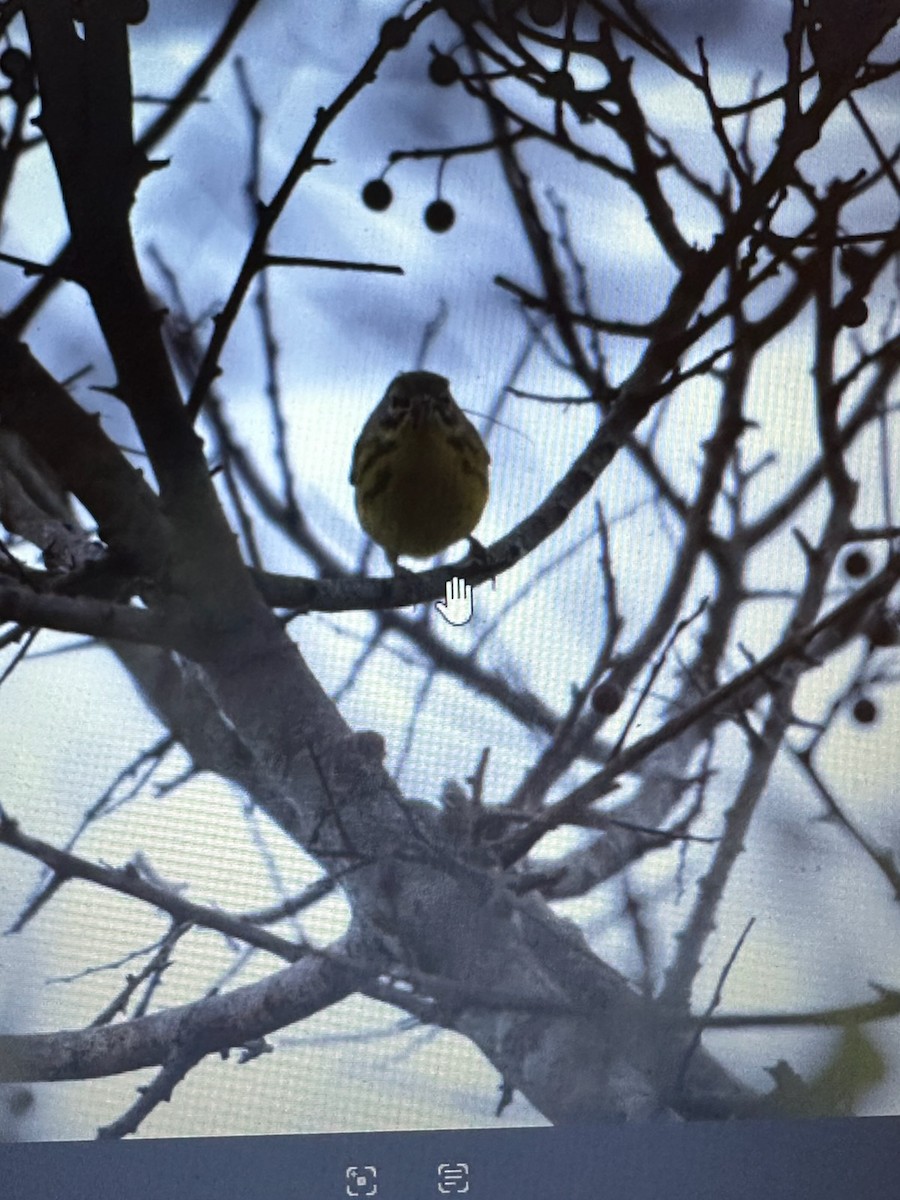 Prairie Warbler - ML642074565