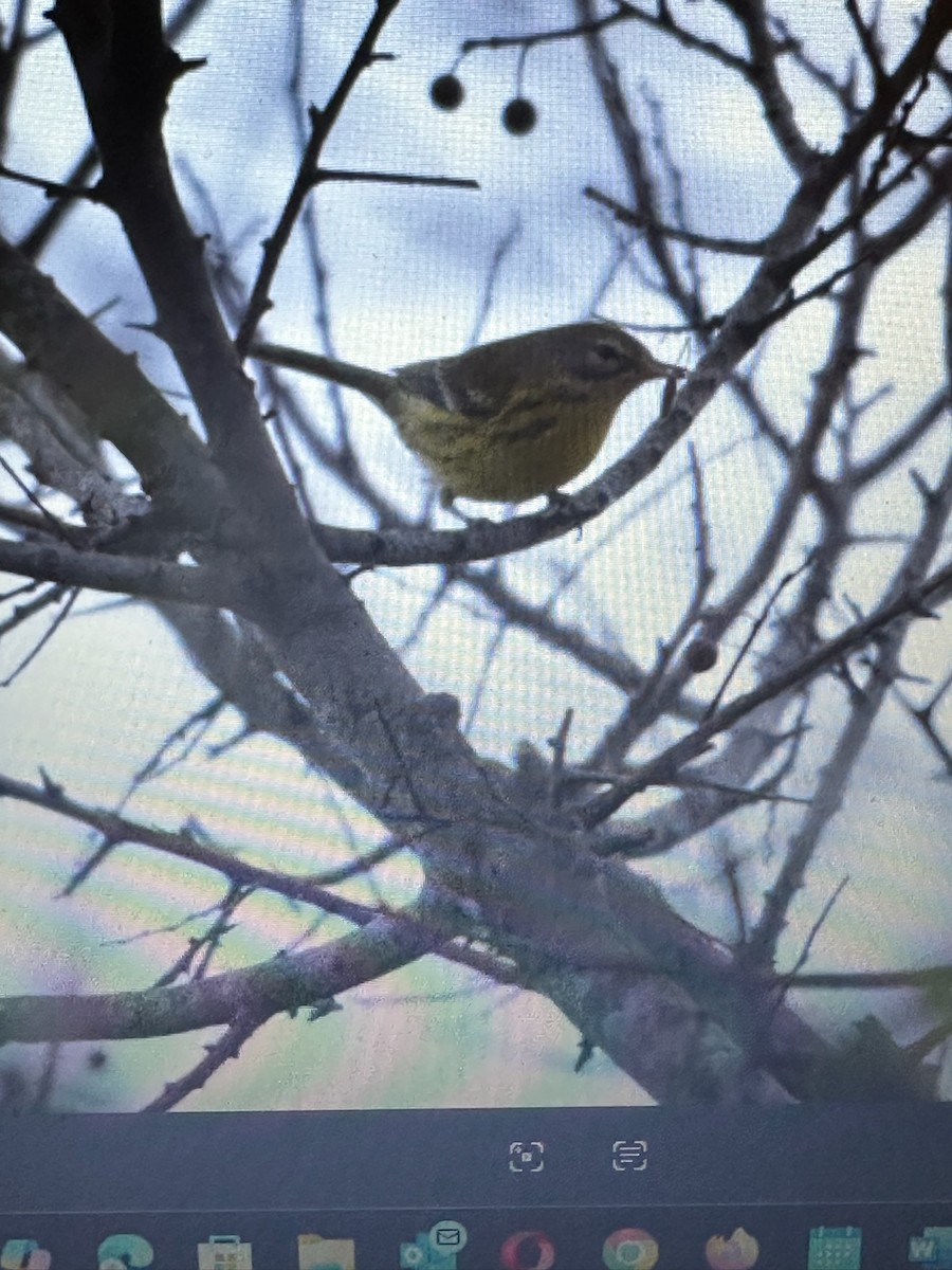 Prairie Warbler - ML642074566