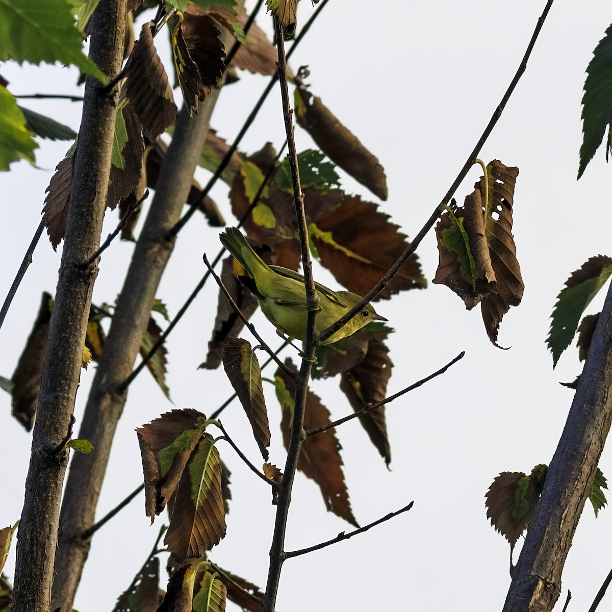Yellow Warbler - ML642074567