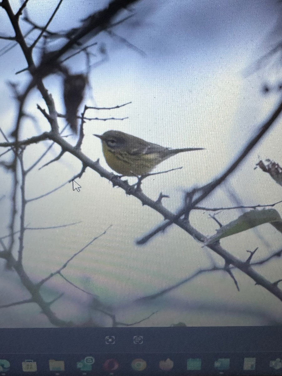 Prairie Warbler - ML642074568