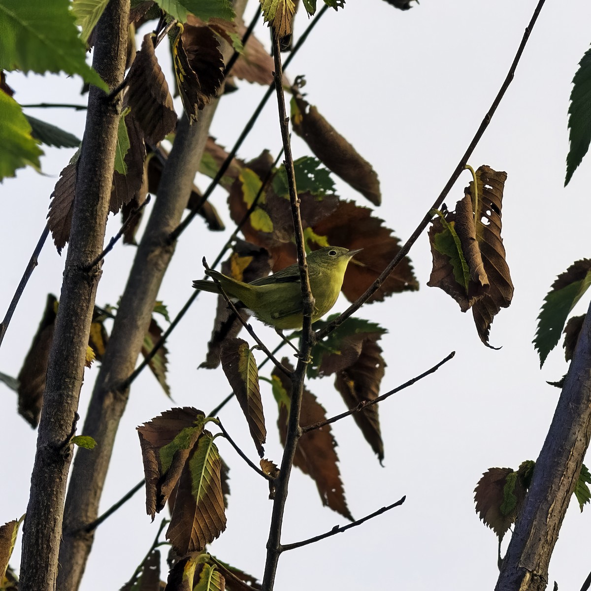 Yellow Warbler - ML642074570