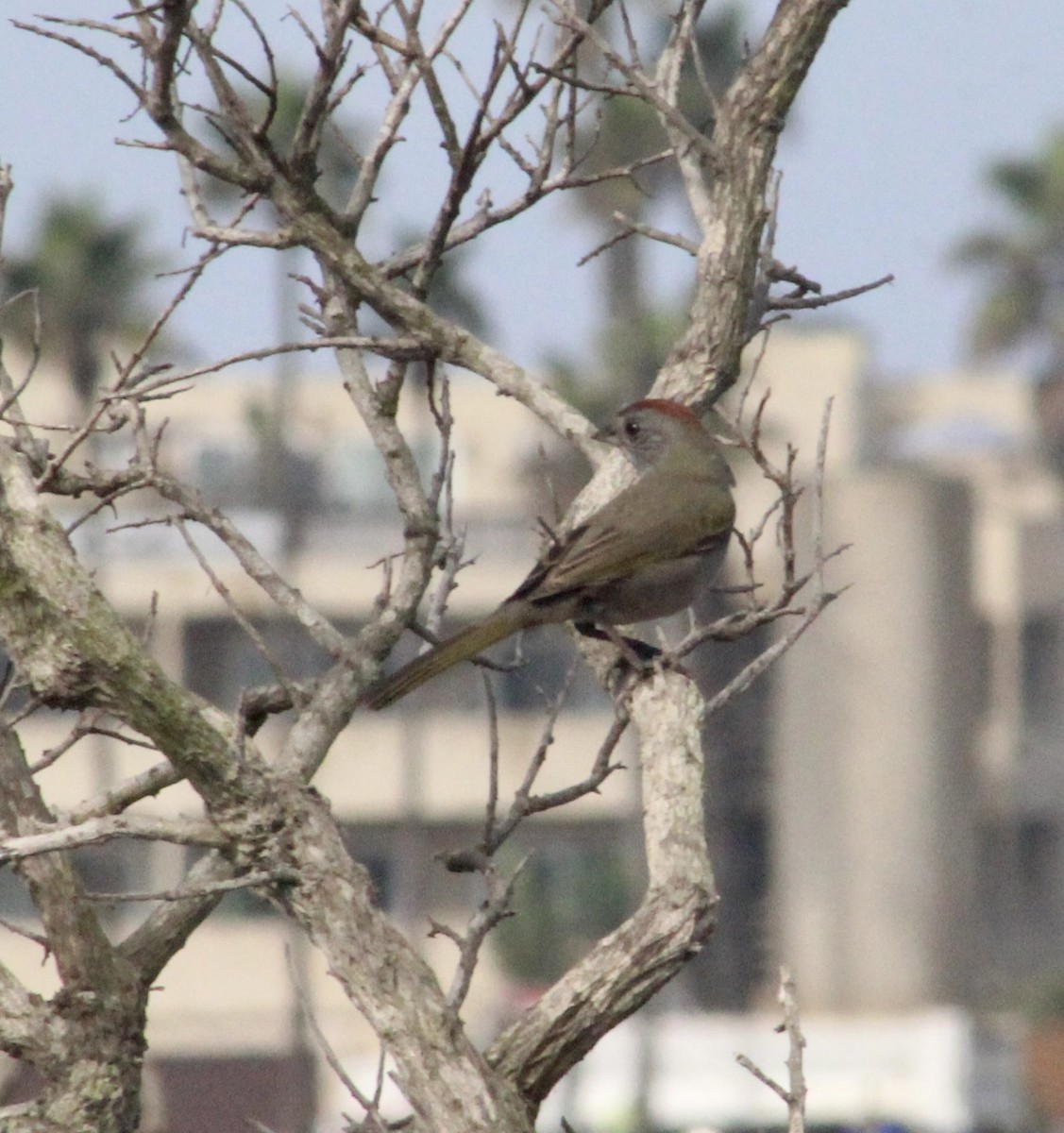 Green-tailed Towhee - ML642074577