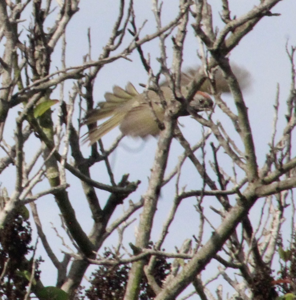 Green-tailed Towhee - ML642074578