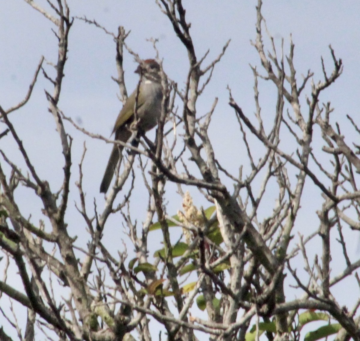 Green-tailed Towhee - ML642074579