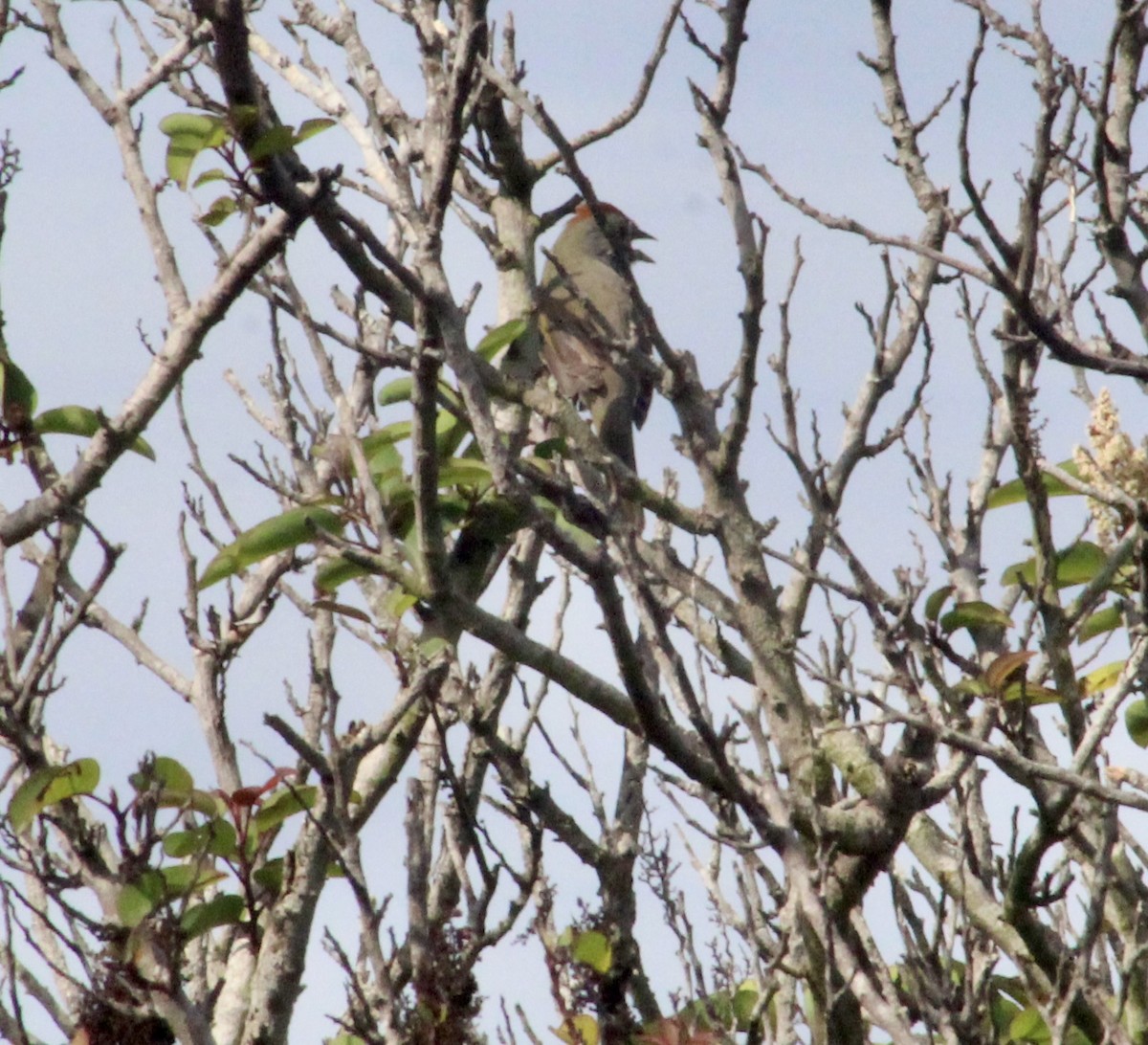 Green-tailed Towhee - ML642074581