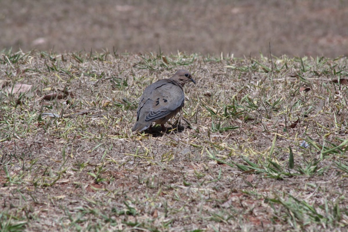 Eared Dove - ML642074583