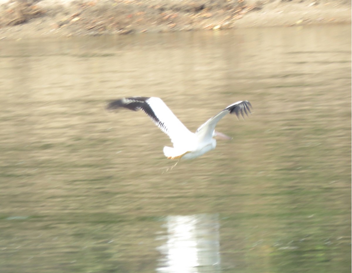 American White Pelican - ML642074585