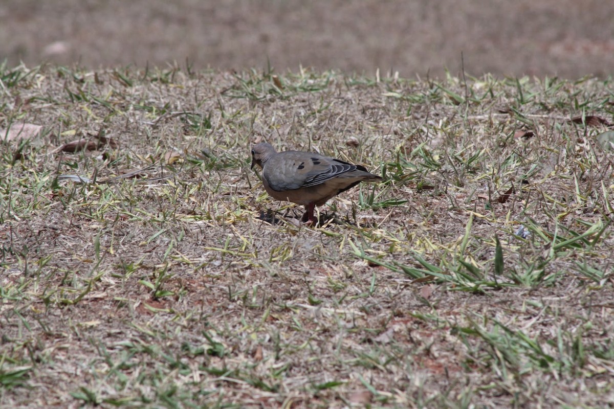 Eared Dove - ML642074590