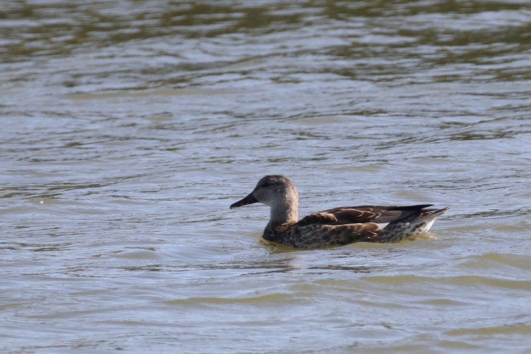 Gadwall - ML642074601