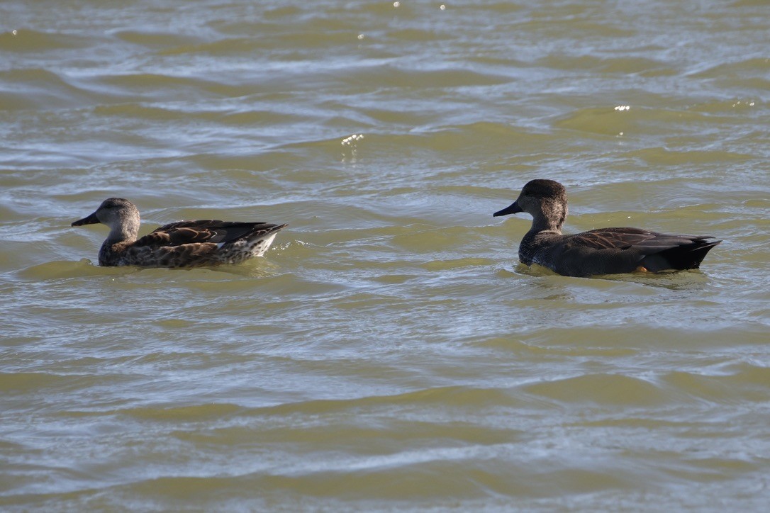 Gadwall - ML642074602