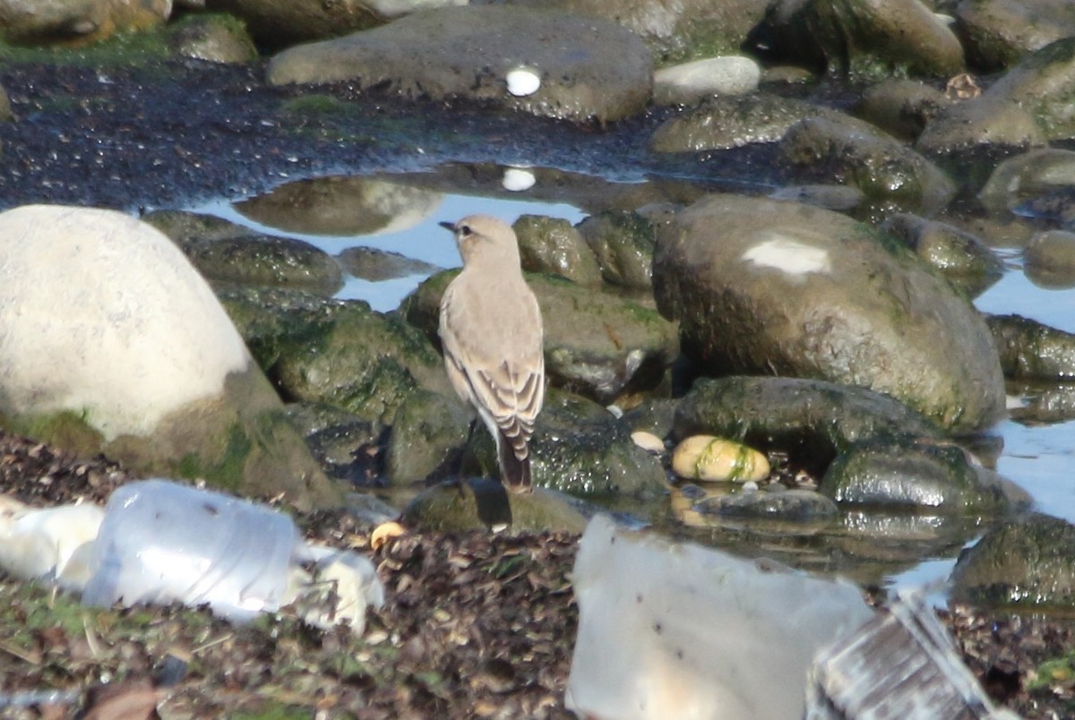 Isabelline Wheatear - ML642074607